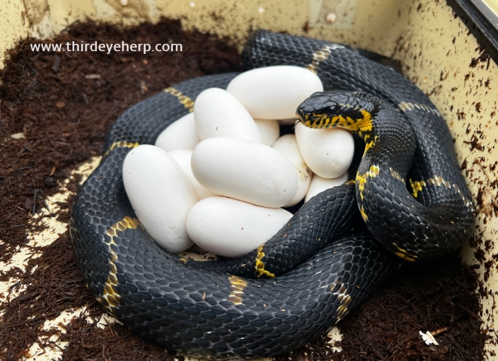 Russian Rat Snake